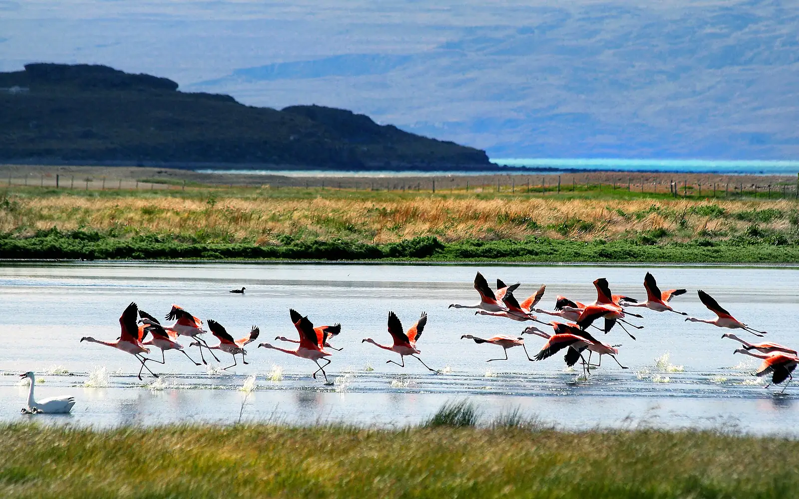Flamingos, Lago Argentino, Patagonia, Argentina
