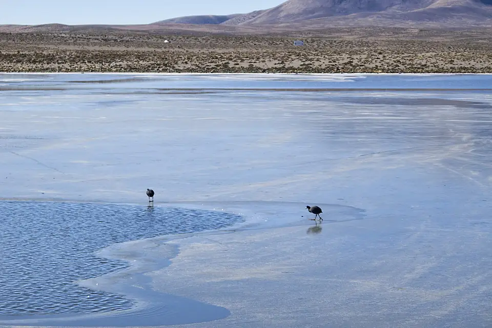 20120623 Chile 2746 Lake Chungará (7704187932)