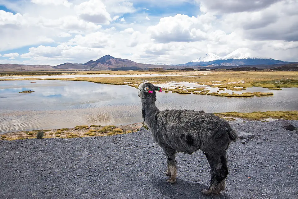 Alturas en Lago Chungara