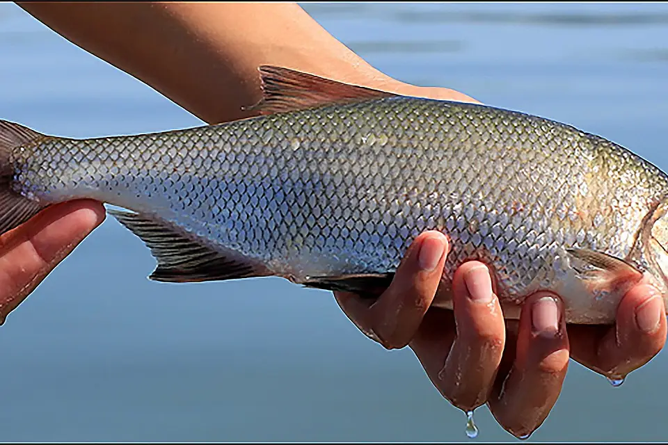 Clear lake hitch by USGS