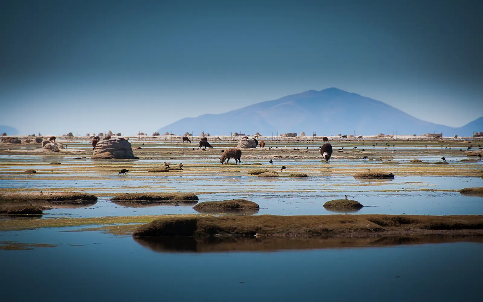 Lago Uru Uru Chipaya 1