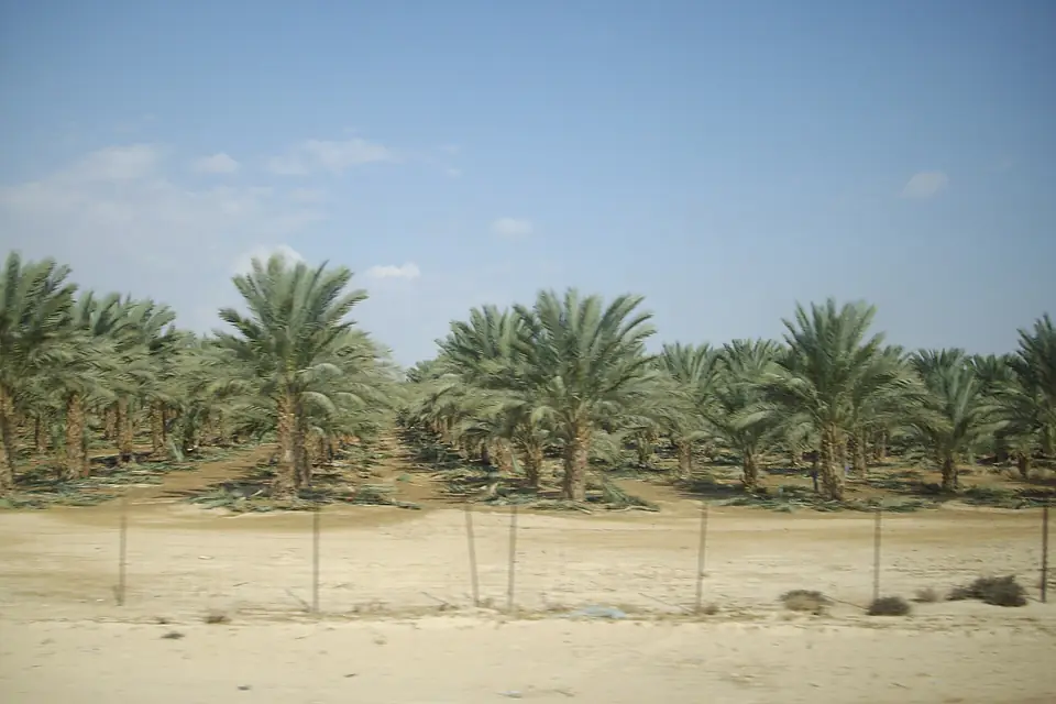 'Palm date cultivation' near 'dead sea(Israel)'