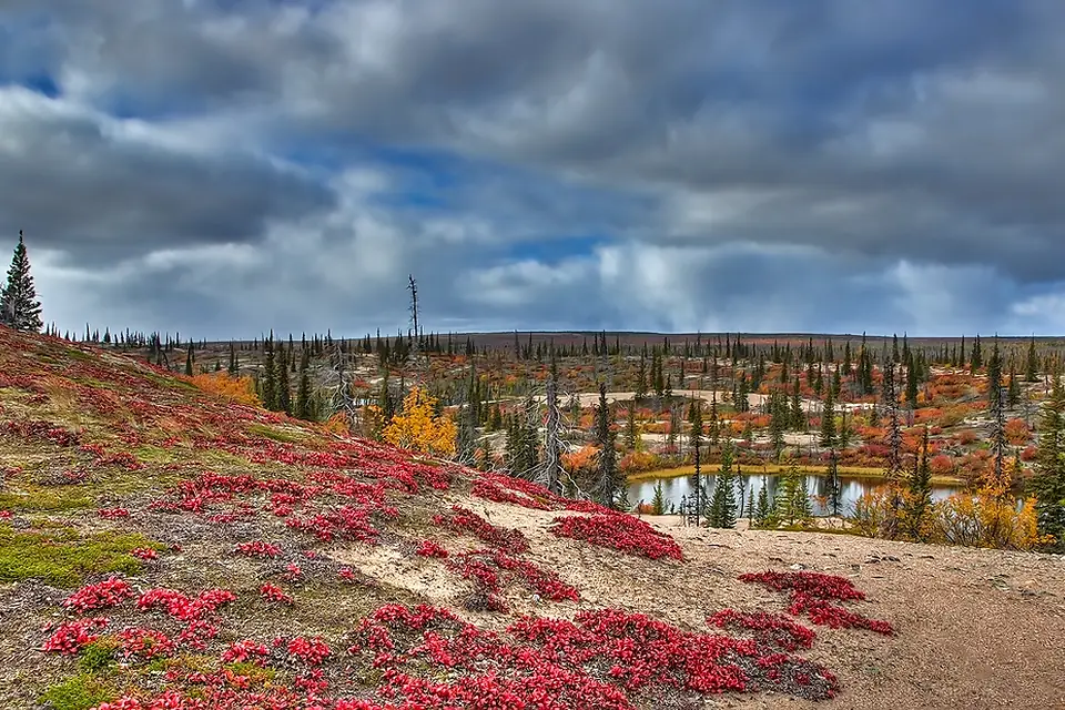 Birch Bay Tree Line, Ennadai Lake, Nunavut