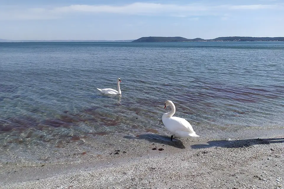 Cygnes de l'Etang de Berre
