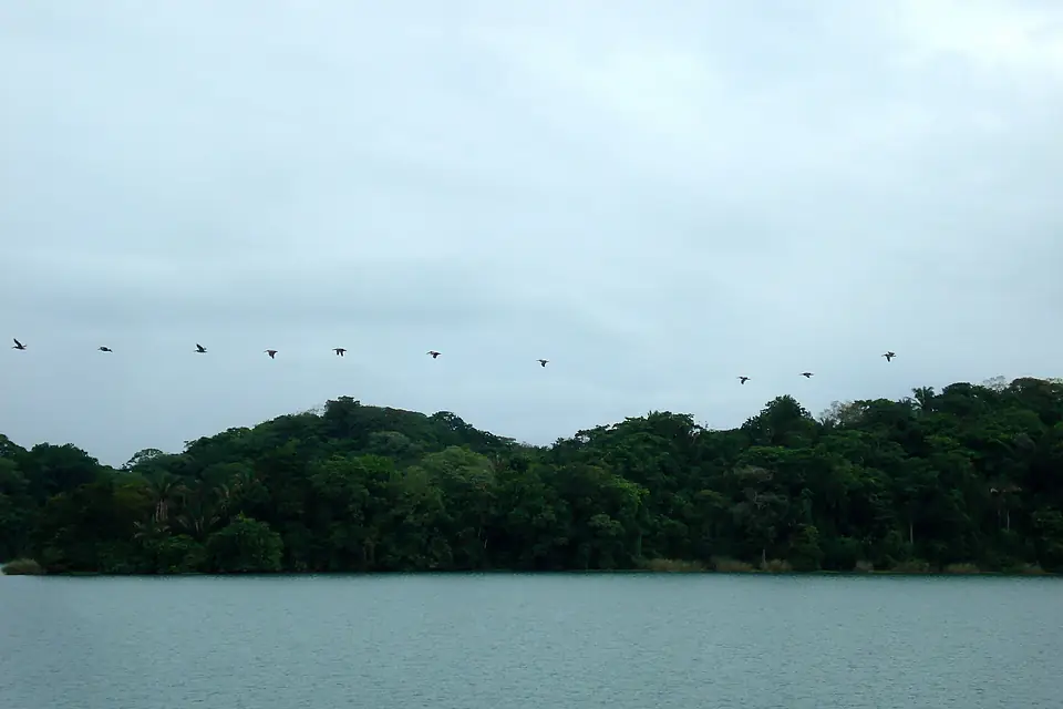 Birds In Gatun Lake - panoramio