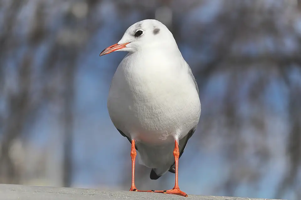 A black-headed gull - Geneva lake (january 2024)
