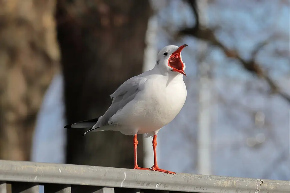 Black headed gull (yawning) - Geneva lake, Switzerland