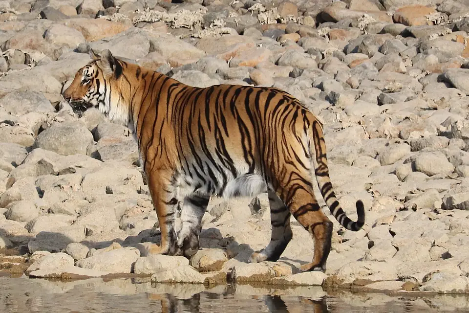 Tiger in Wild Gorewada Zoo Nagpur