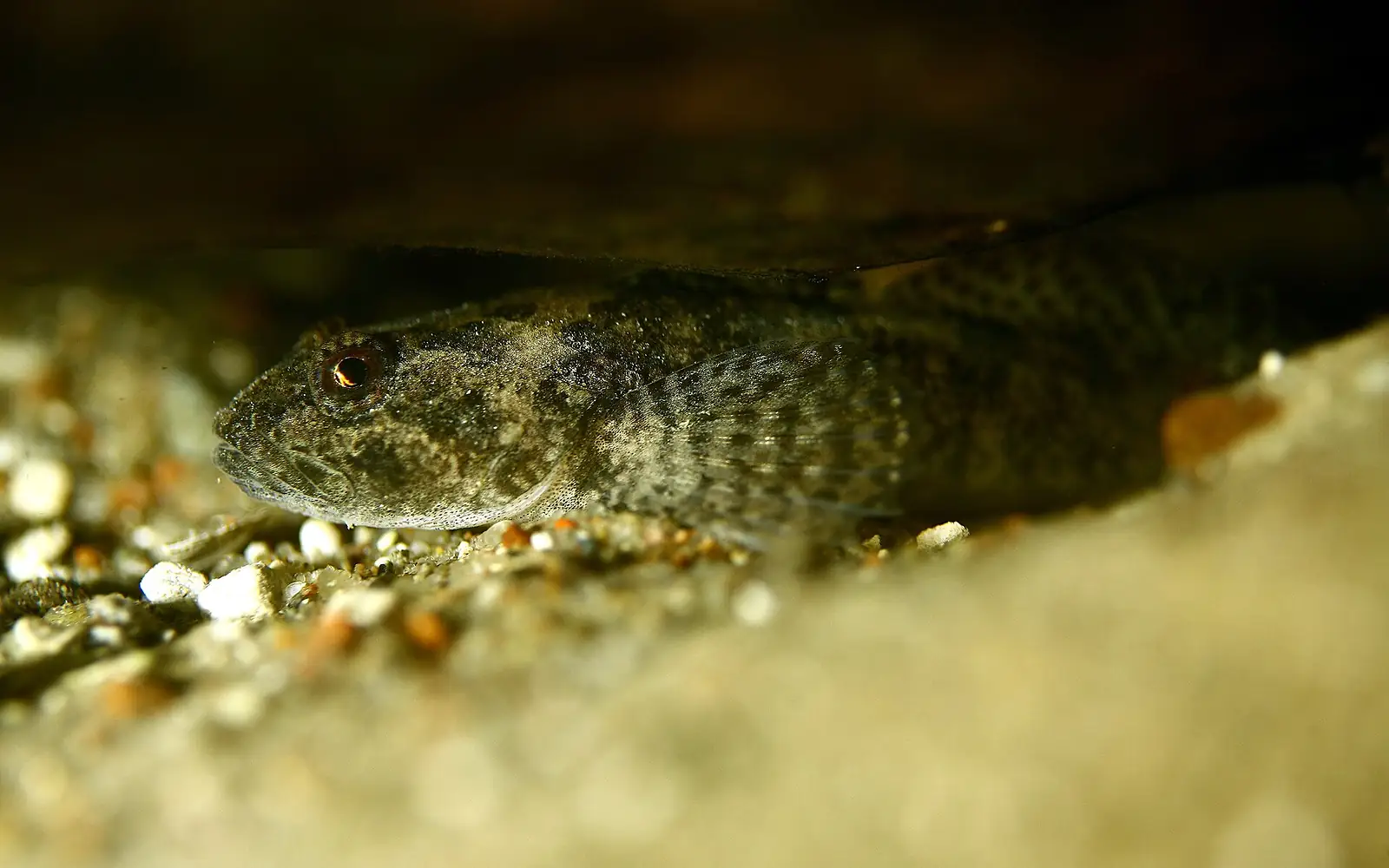 20070609 Poland Hancza Glowacz pregopletwy (Cottus poecilopus)001