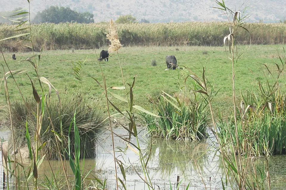 Hula lake animals