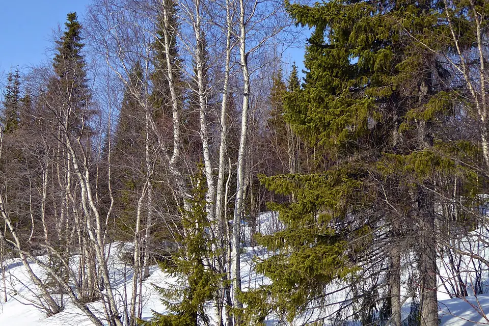 Озеро Экостровская Имандра - panoramio