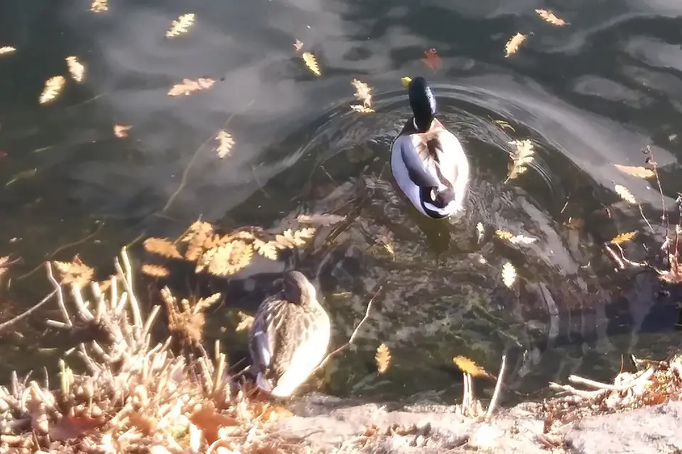 A pair of mallards in the Central Park reservoir