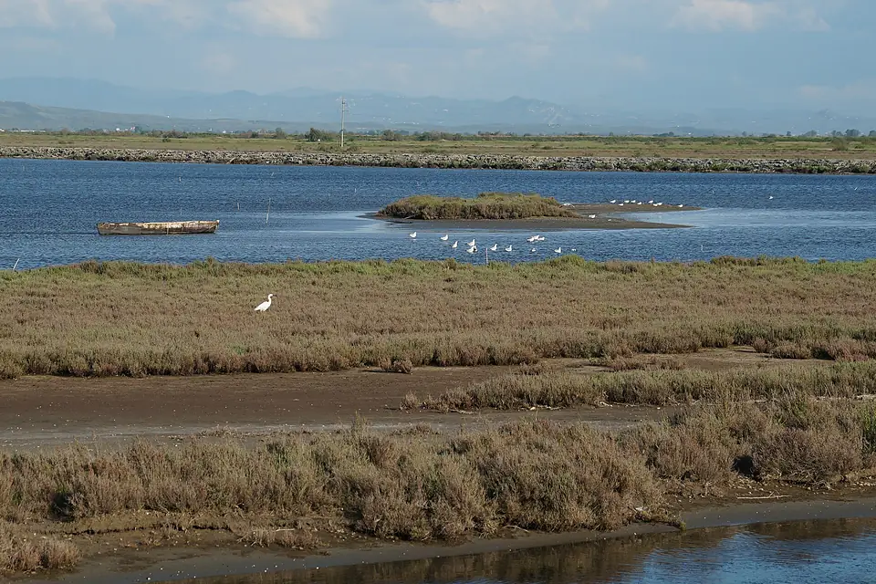 Birds in Karavasta lagoon 1 (OSCAL19 trip)