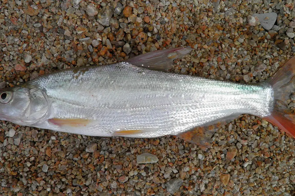 Chanodichthys mongolicus from the Lake Khanka