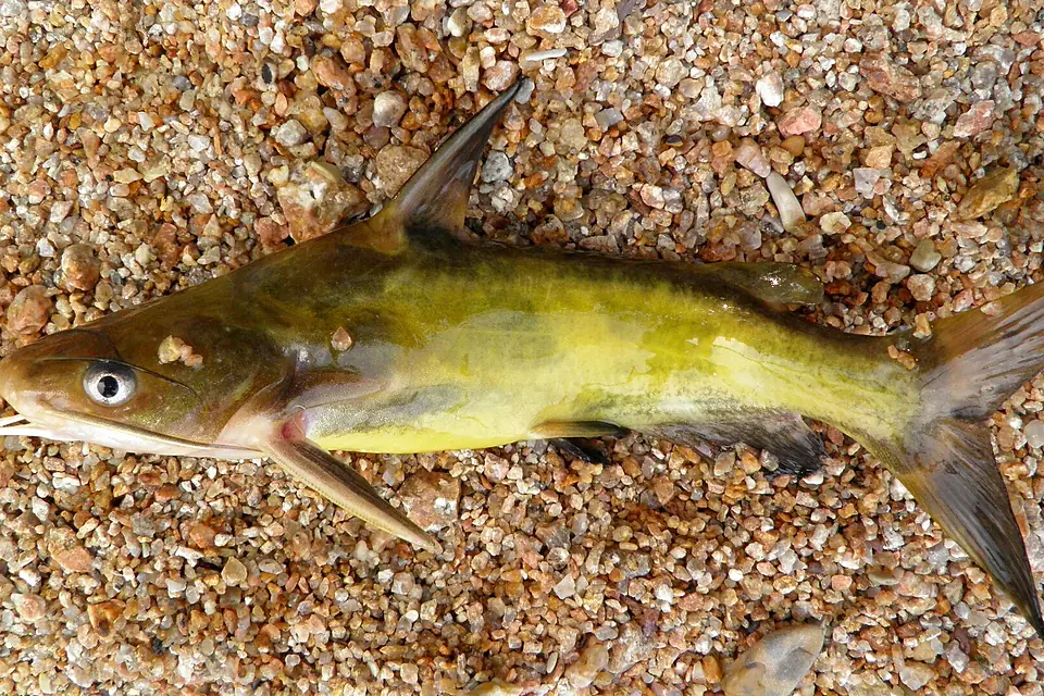 Tachysurus fulvidraco from the Lake Khanka