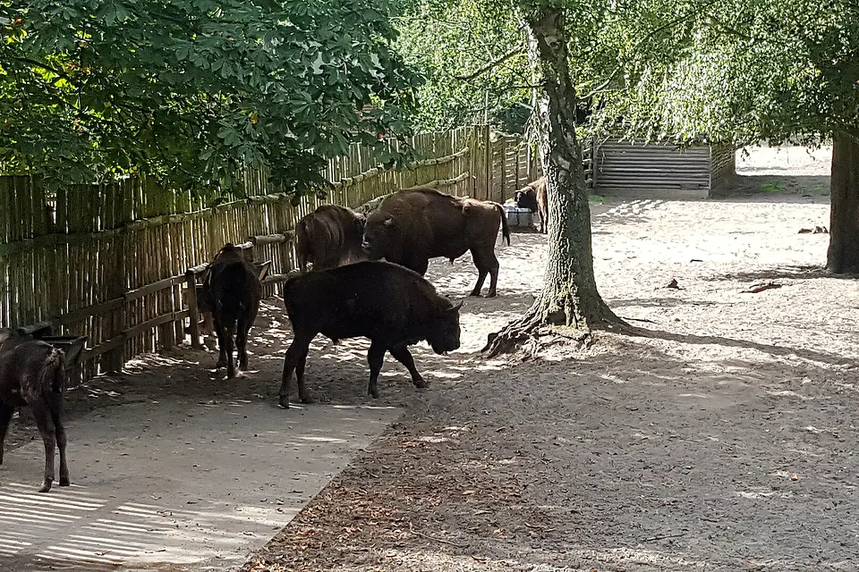 20190902.Wisentgehege Damerow.-013