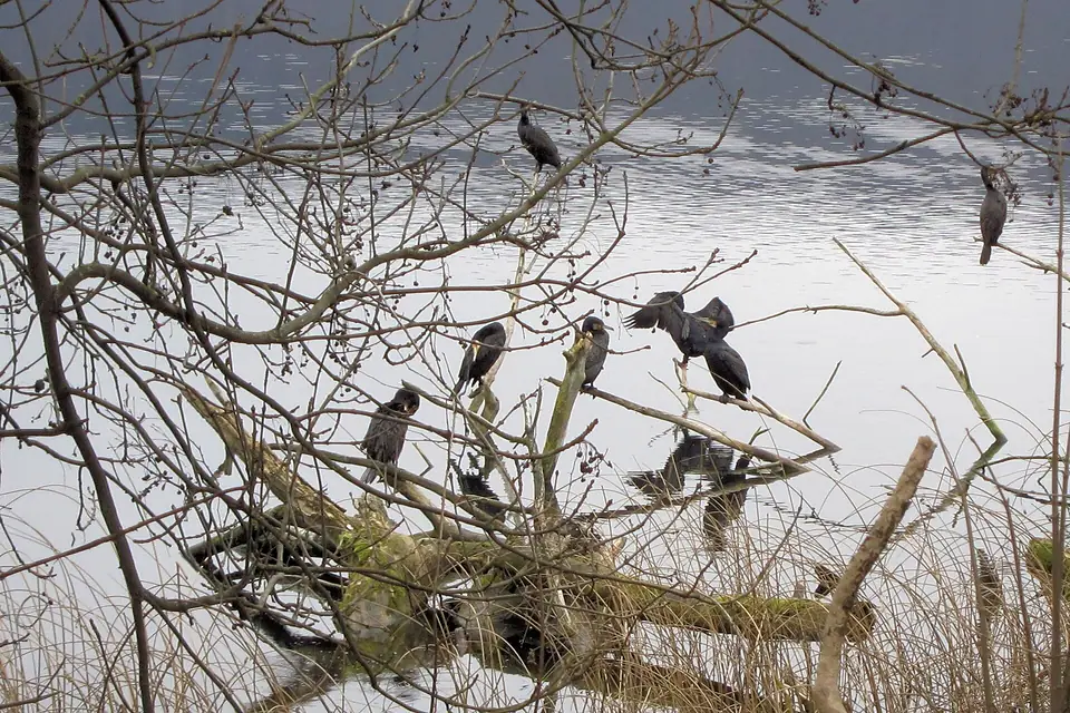 2019 Laacher See Kormorane
