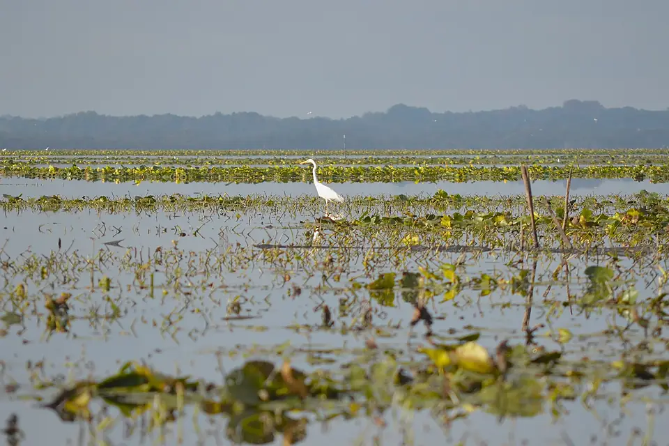 Lac de Grand-Lieu - Pierre aigue (1)