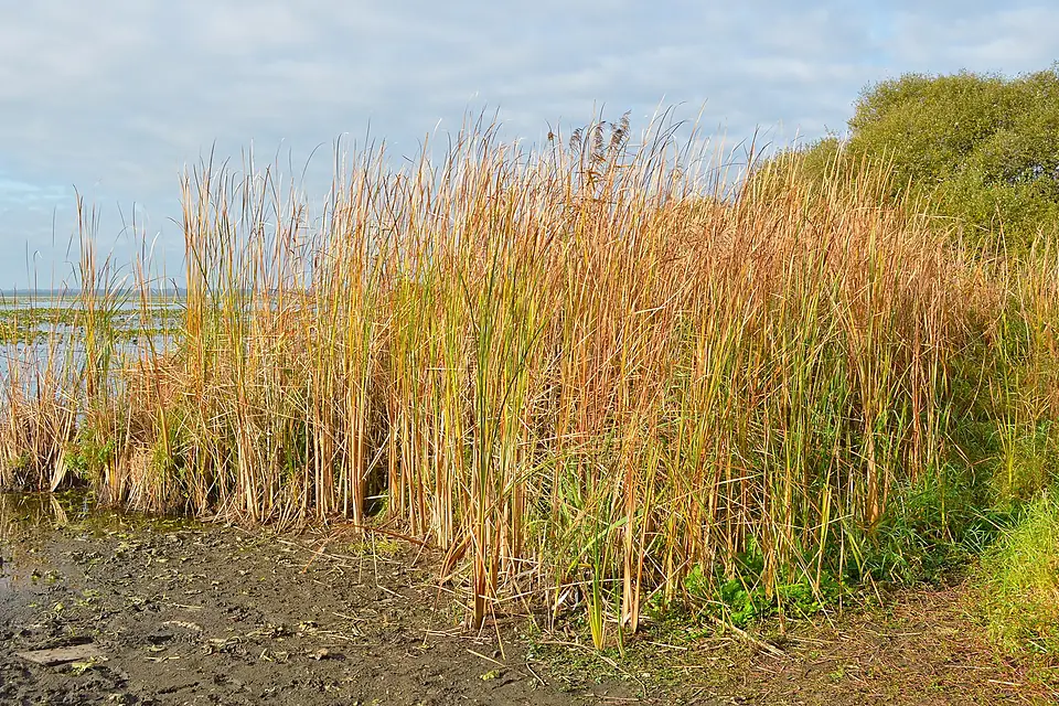 Lac de Grand-Lieu - Pierre aigue (2)