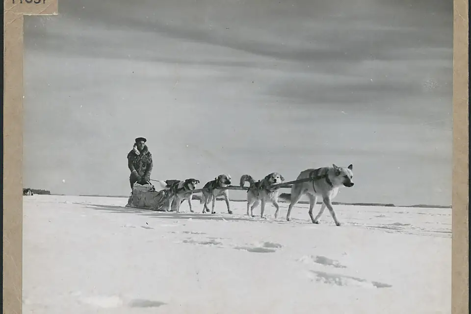 Homme traversant le lac la Ronge avec son attelage de chiens, dans le Nord de la Saskatchewan