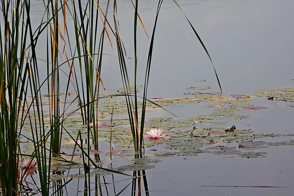 CANNE E NINFEE NEL LAGO DI COMABBIO