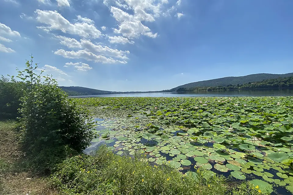 Fior di loto sul lago