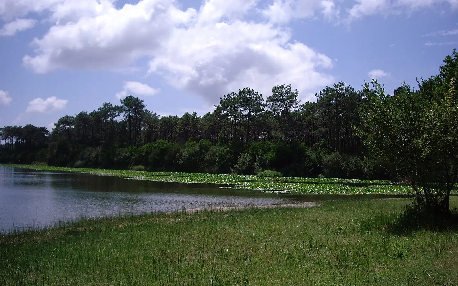 Lagoa da Vela - nenufar
