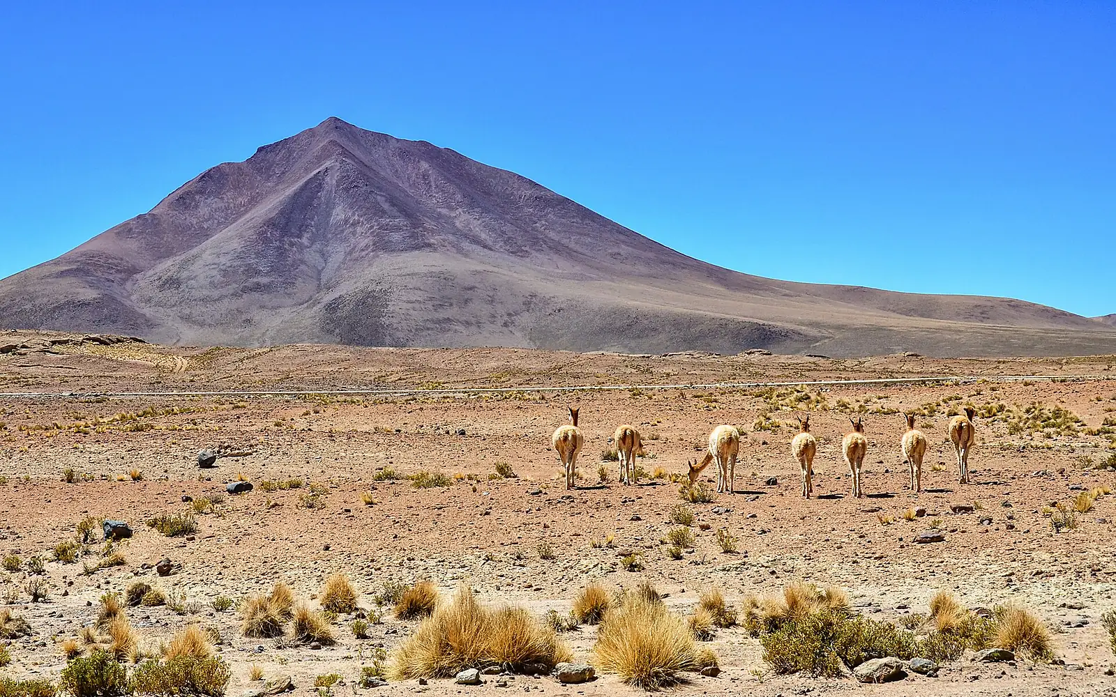 ALTIPLANO VICUÑA ALREDEDORES LAGUNA BLANCA