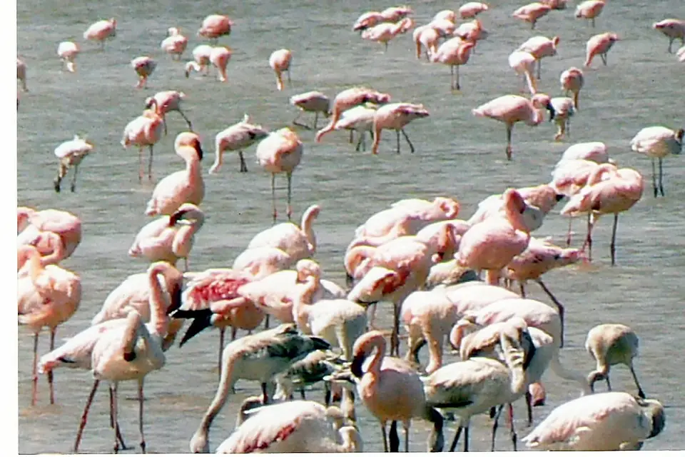Flamingoes on Lake Abiyatta
