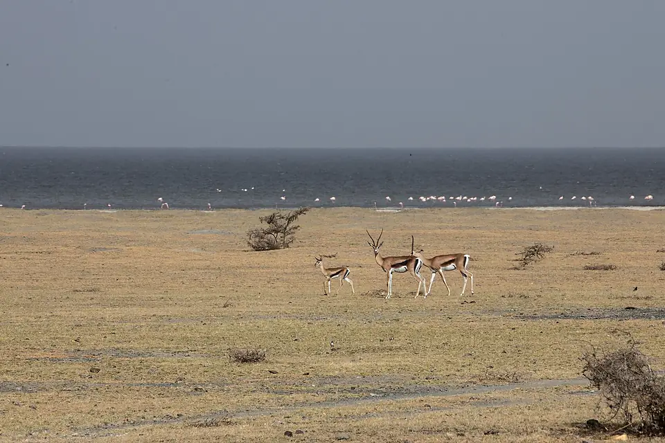 Grant's gazelles by Lake Abijatta, where flamingos feed