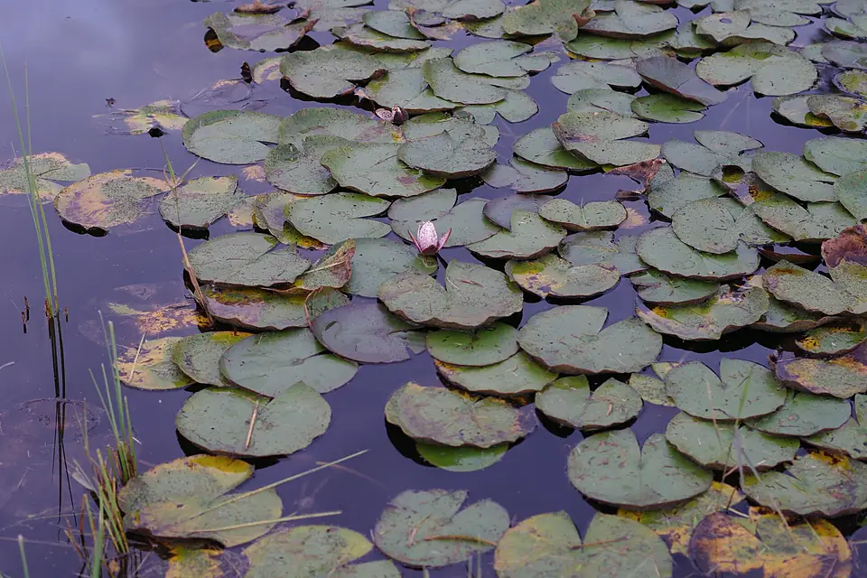 Lake Alūksne, 2013, 2