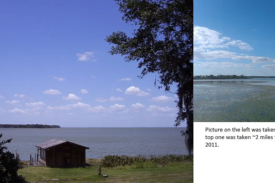 South shore of Lake Apopka May 2004 vs November 2011