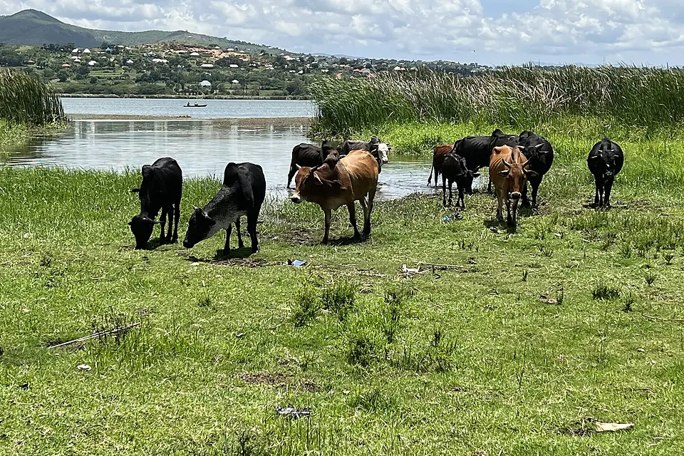 Cows around Lake Babati
