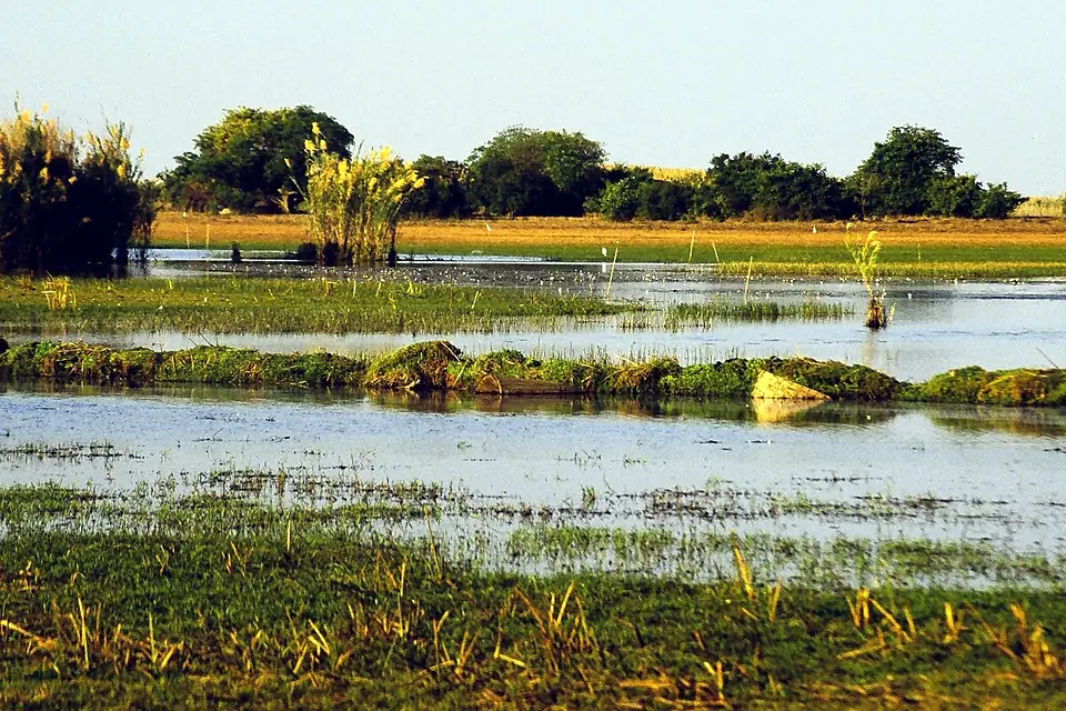 Bangweulu Swamps