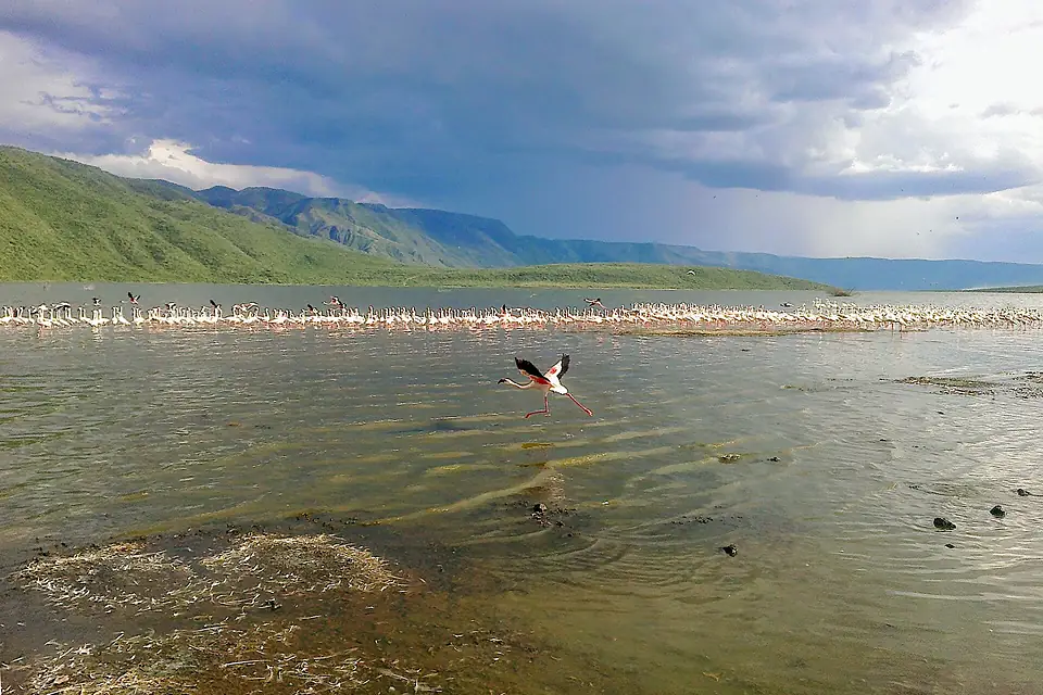 Lake Bogoria