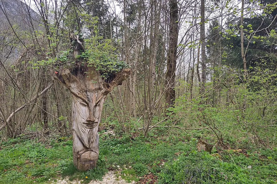 Arbre taillé au lac Bohinj