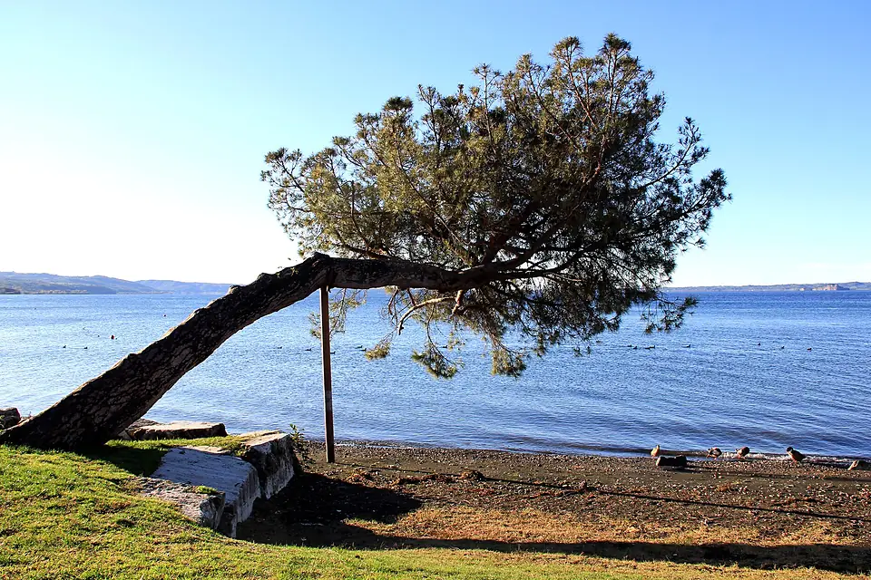 Albero, lago di Bolsena