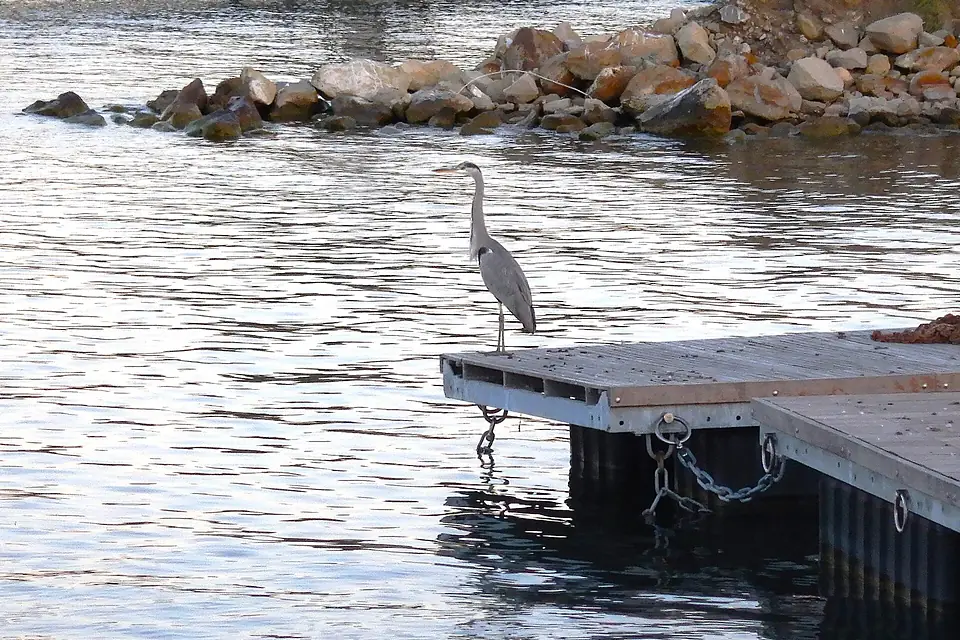 Airone cenerino al pontile del lago