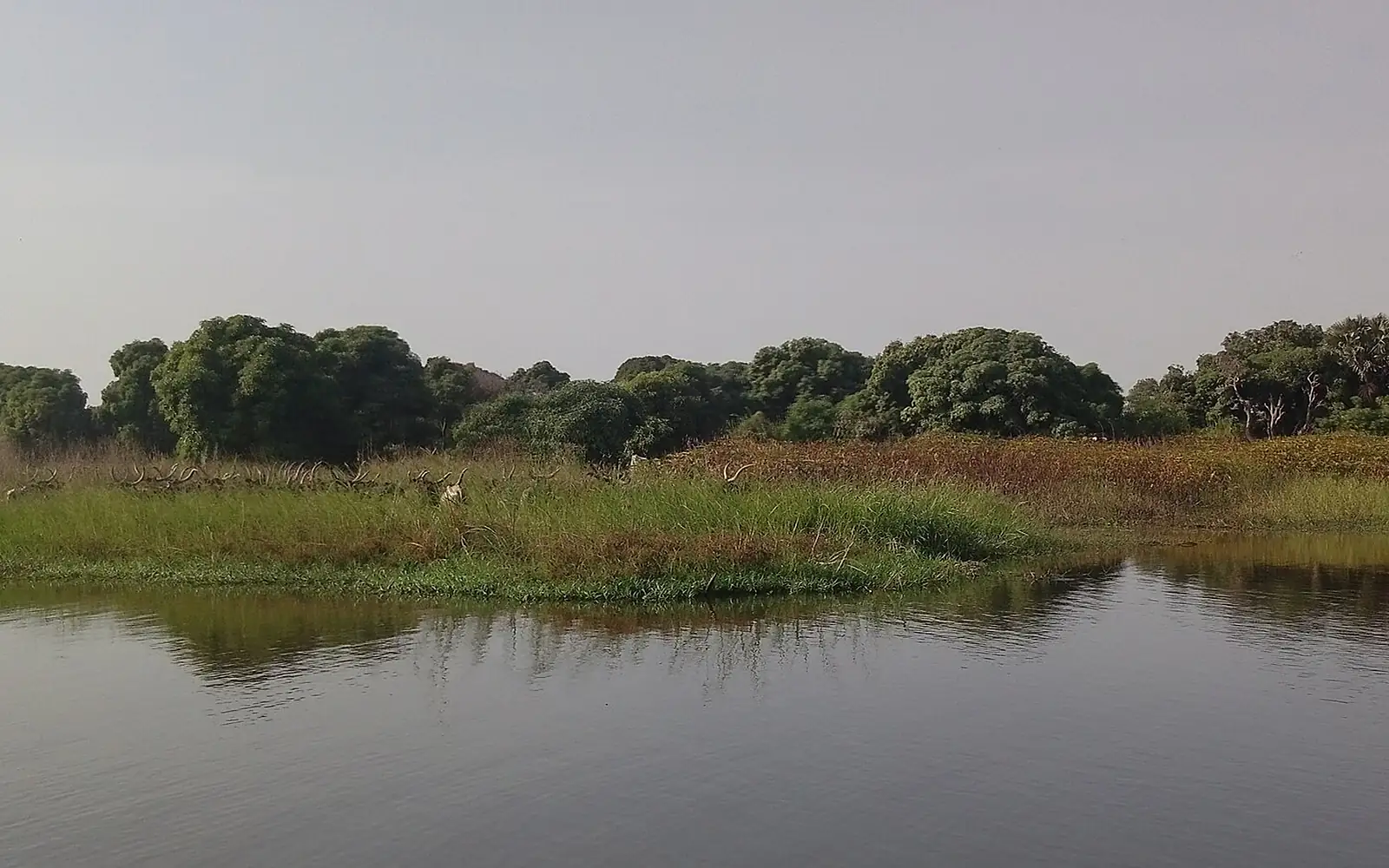 An evergreen lake chad shore (detilt)