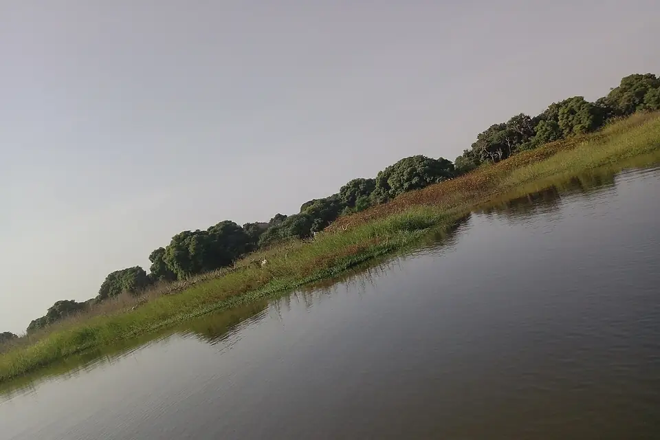 An evergreen lake chad shore