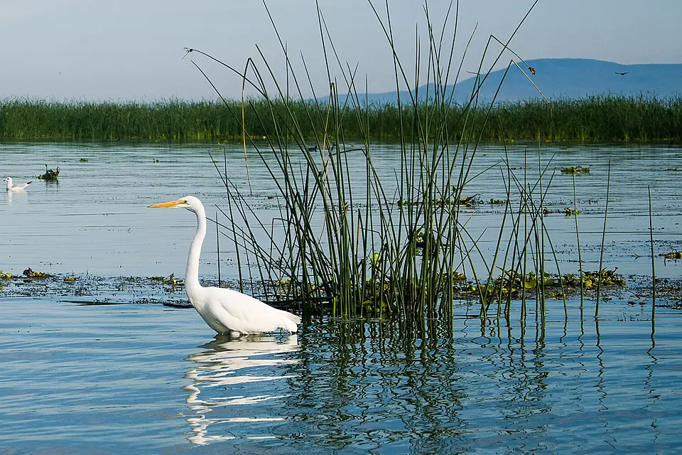 Chapala Lake