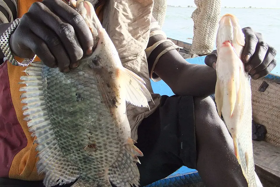 As fresh as tasty