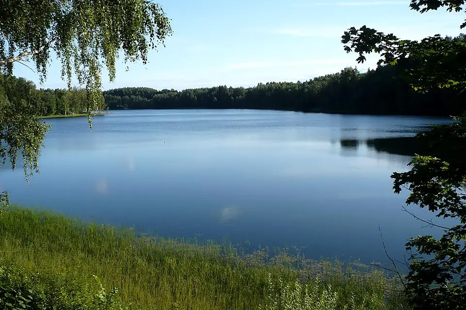 Dridzis