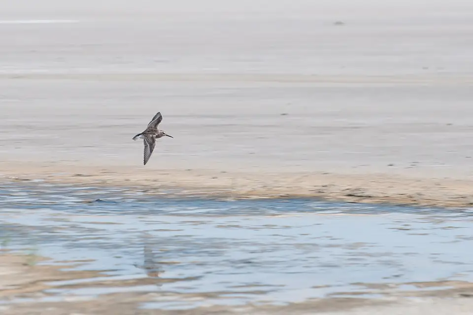 Sandpiper Elton