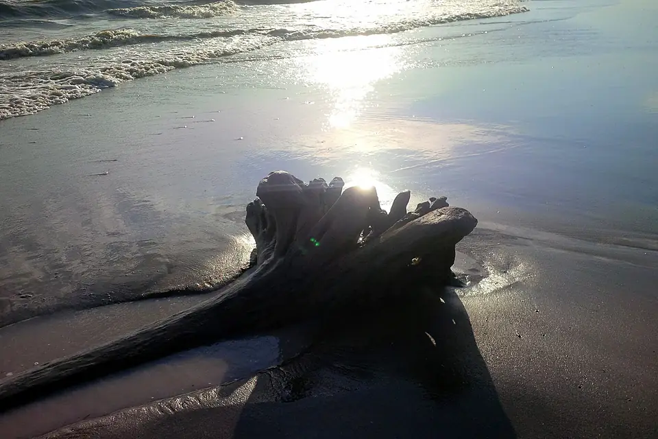 Drift wood on the Beach - panoramio
