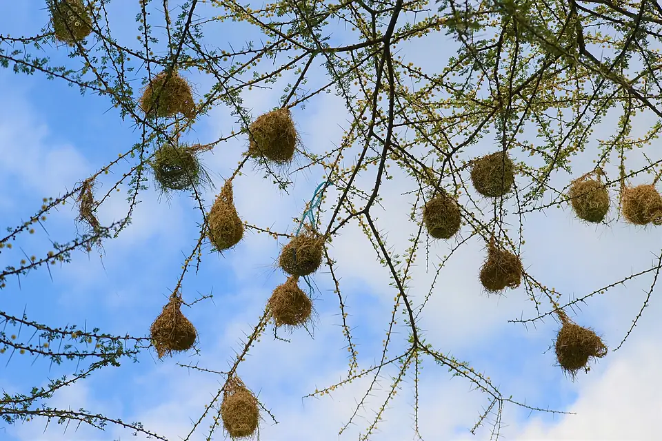 Group of nests at Lake Eyasi