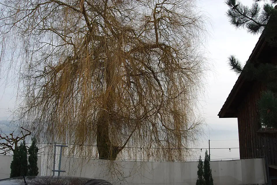 Birrwil che la bordo de Lago de Hallwil 219