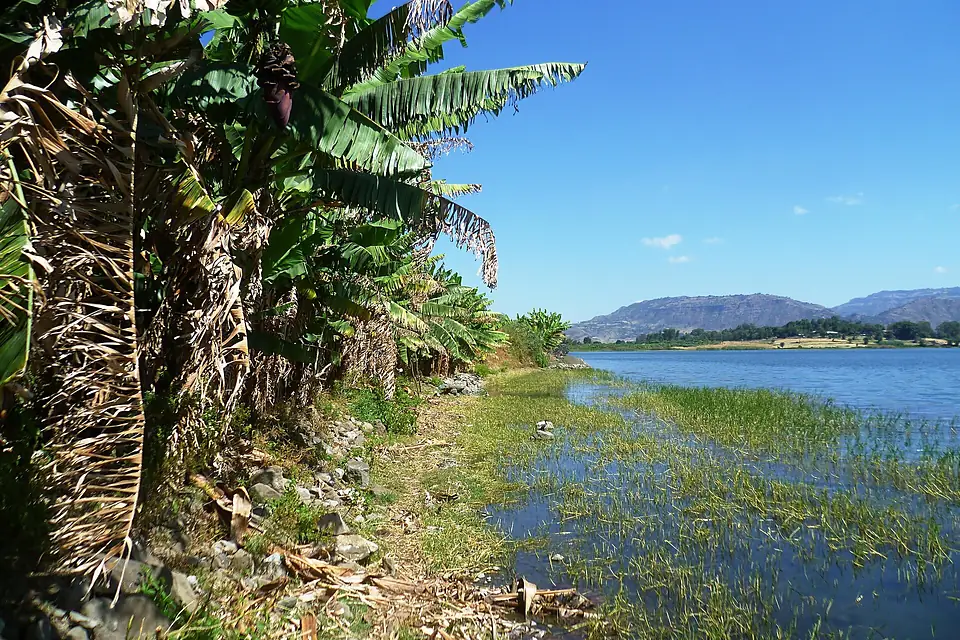 Banana trees at Lake Hayq Ethiopia