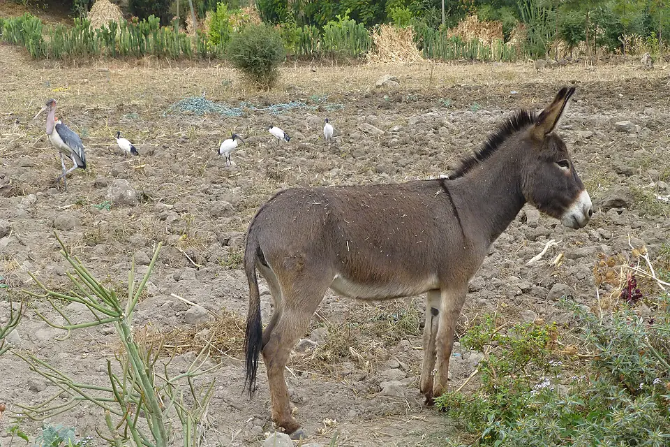 Lac Haïk-Ethiopie-Ane (1)