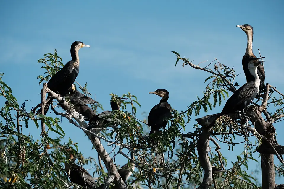 Phalacrocorax carbo in Rwanda 287355658